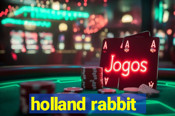 holland rabbit