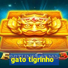 gato tigrinho