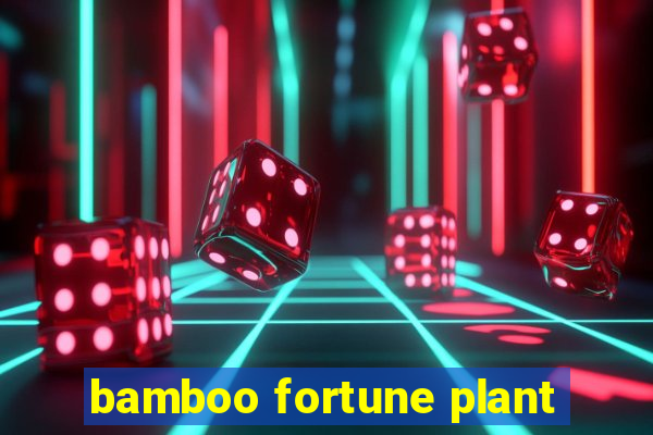 bamboo fortune plant