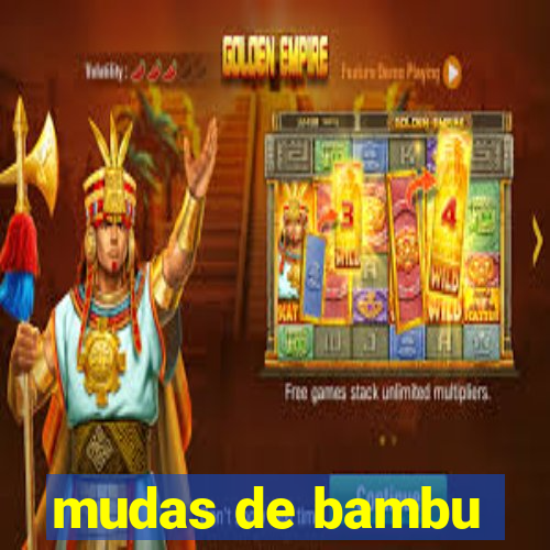 mudas de bambu