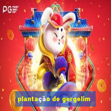 plantação de gergelim