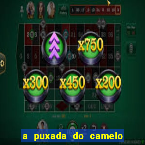 a puxada do camelo no jogo do bicho