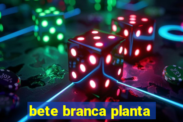 bete branca planta