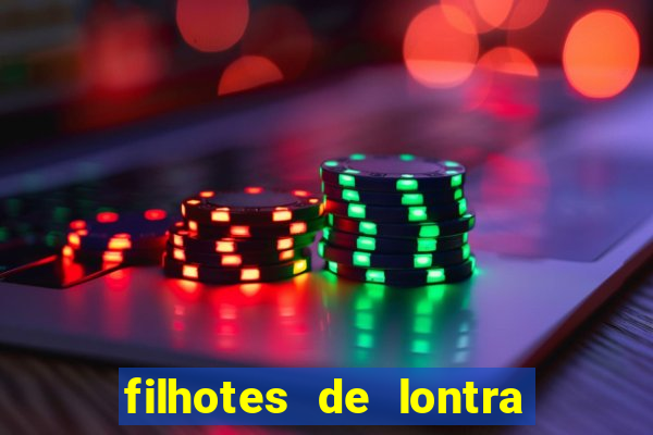 filhotes de lontra para vender