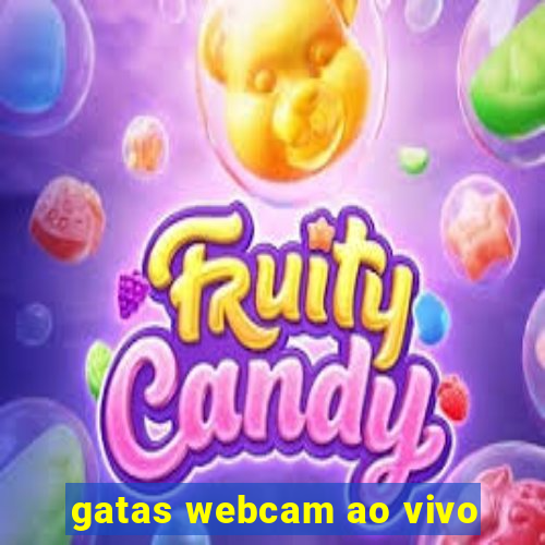 gatas webcam ao vivo