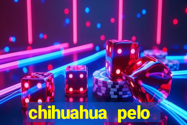 chihuahua pelo longo pre莽o