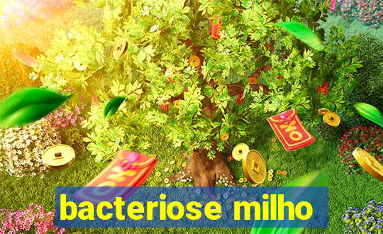 bacteriose milho