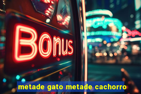 metade gato metade cachorro