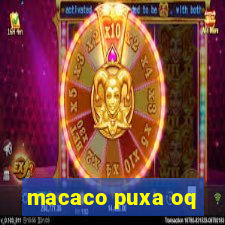 macaco puxa oq