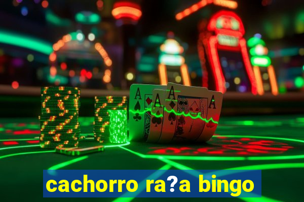 cachorro ra?a bingo