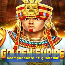 acompanhante de guanambi