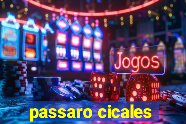 passaro cicales