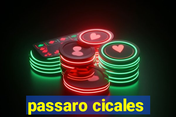 passaro cicales